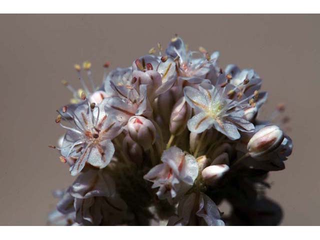 Eriogonum ovalifolium var. williamsiae (Steamboat springs buckwheat) #53786