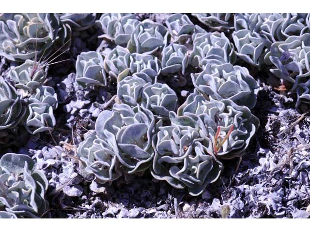 Eriogonum ovalifolium var. williamsiae (Steamboat springs buckwheat) #53787
