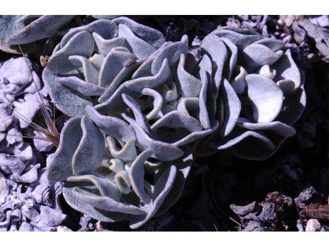 Eriogonum ovalifolium var. williamsiae (Steamboat springs buckwheat) #53790