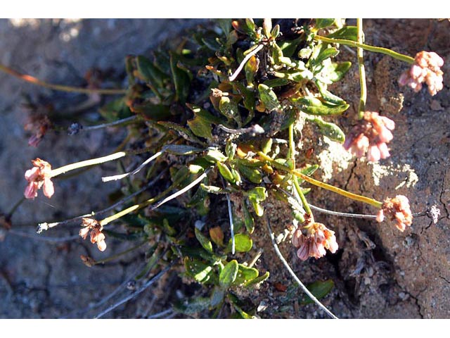 Eriogonum panguicense var. alpestre (Panguitch buckwheat) #53792
