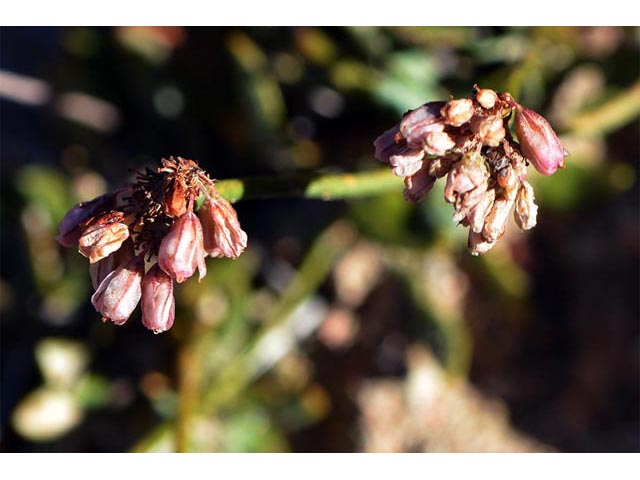Eriogonum panguicense var. alpestre (Panguitch buckwheat) #53793