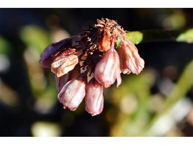 Eriogonum panguicense var. alpestre (Panguitch buckwheat) #53794