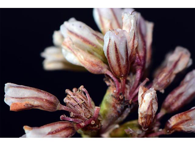 Eriogonum panguicense var. alpestre (Panguitch buckwheat) #53798