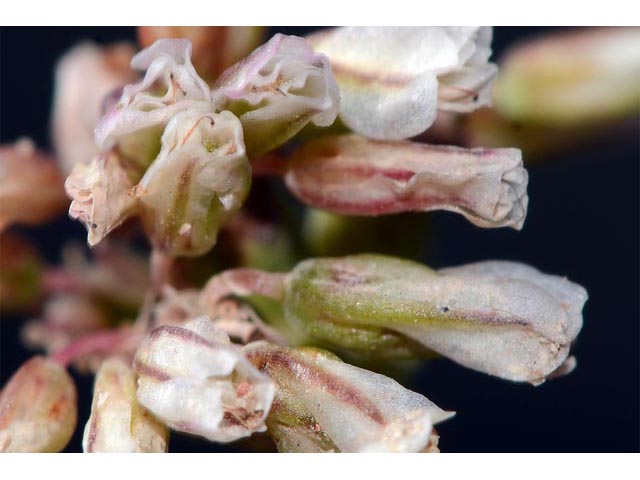 Eriogonum panguicense var. alpestre (Panguitch buckwheat) #53800