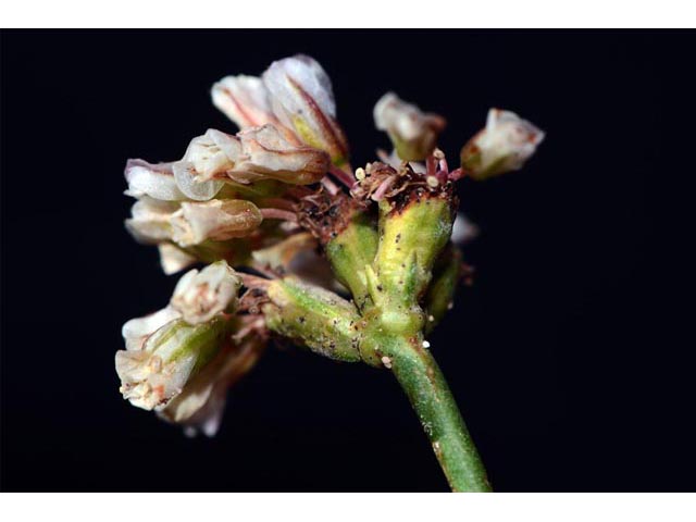 Eriogonum panguicense var. alpestre (Panguitch buckwheat) #53801
