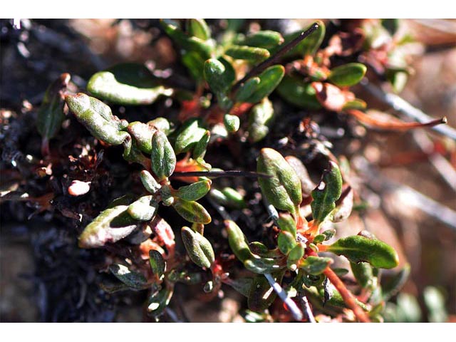 Eriogonum panguicense var. alpestre (Panguitch buckwheat) #53804