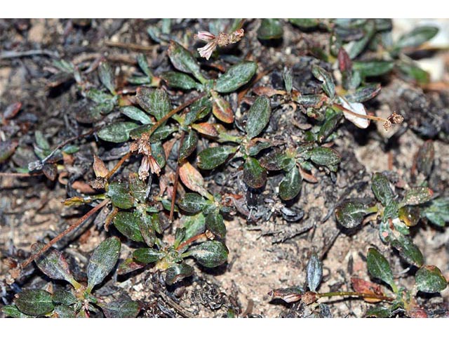 Eriogonum panguicense var. alpestre (Panguitch buckwheat) #53806
