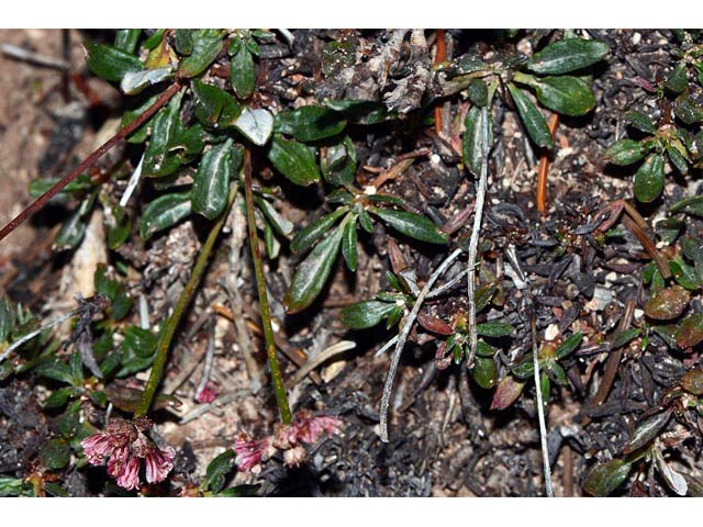Eriogonum panguicense var. alpestre (Panguitch buckwheat) #53810