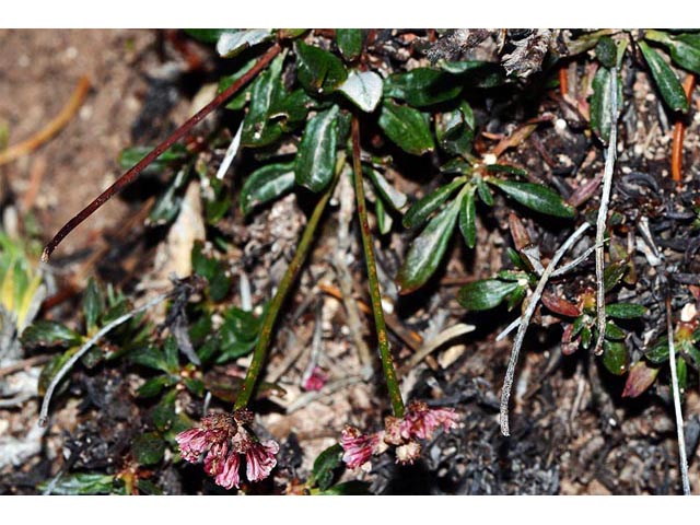 Eriogonum panguicense var. alpestre (Panguitch buckwheat) #53812