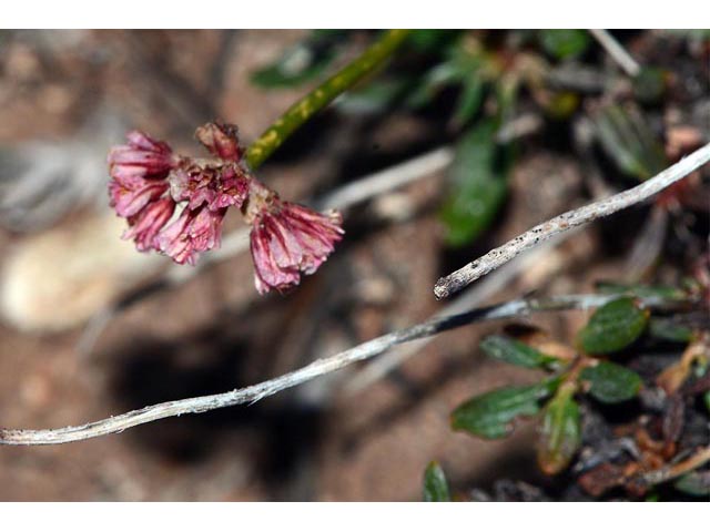 Eriogonum panguicense var. alpestre (Panguitch buckwheat) #53813