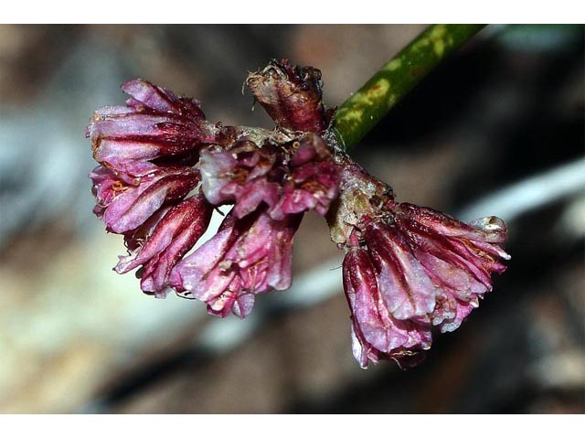 Eriogonum panguicense var. alpestre (Panguitch buckwheat) #53814