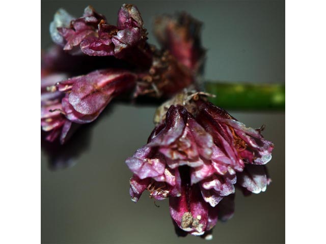 Eriogonum panguicense var. alpestre (Panguitch buckwheat) #53815