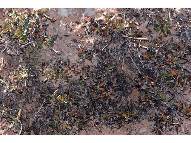 Eriogonum panguicense var. alpestre (Panguitch buckwheat) #53816