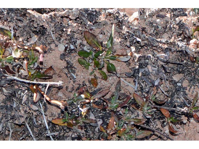 Eriogonum panguicense var. alpestre (Panguitch buckwheat) #53817