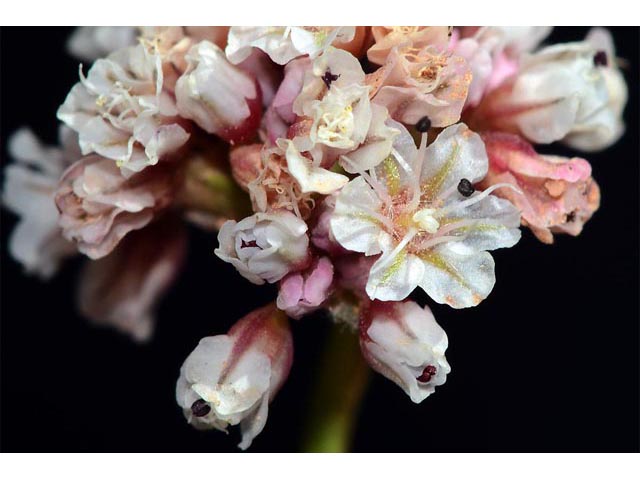 Eriogonum panguicense var. panguicense (Panguitch buckwheat) #53825
