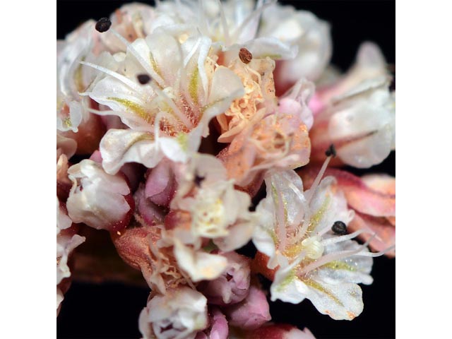 Eriogonum panguicense var. panguicense (Panguitch buckwheat) #53826