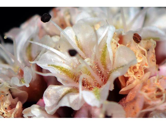 Eriogonum panguicense var. panguicense (Panguitch buckwheat) #53827