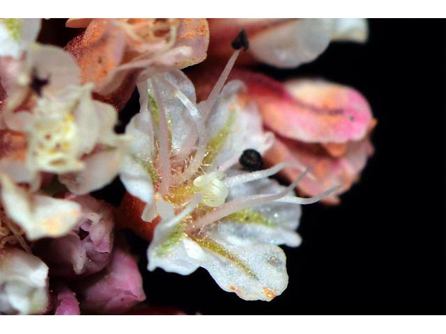 Eriogonum panguicense var. panguicense (Panguitch buckwheat) #53828