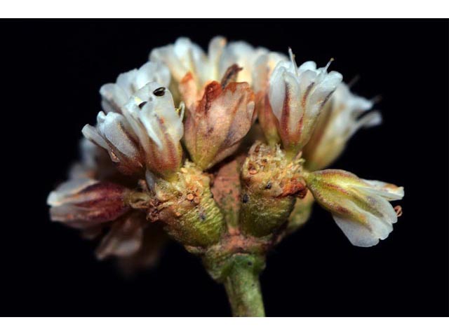 Eriogonum panguicense var. panguicense (Panguitch buckwheat) #53829