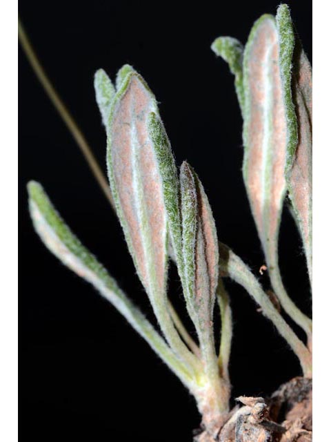 Eriogonum panguicense var. panguicense (Panguitch buckwheat) #53832