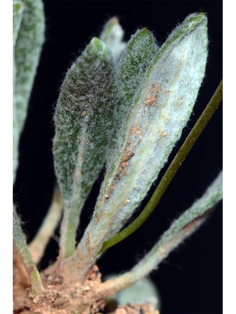 Eriogonum panguicense var. panguicense (Panguitch buckwheat) #53834