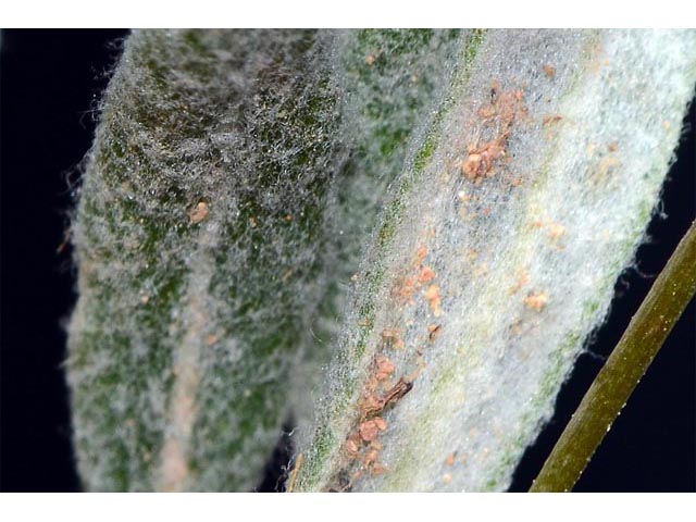 Eriogonum panguicense var. panguicense (Panguitch buckwheat) #53835
