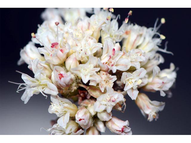 Eriogonum panguicense var. panguicense (Panguitch buckwheat) #53847