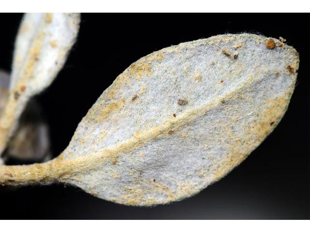 Eriogonum panguicense var. panguicense (Panguitch buckwheat) #53865
