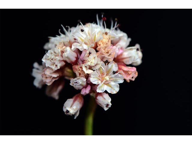 Eriogonum panguicense (Panguitch buckwheat) #53874