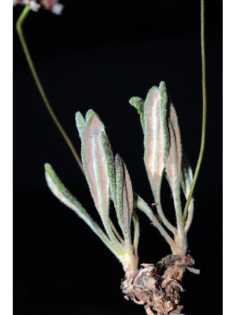 Eriogonum panguicense (Panguitch buckwheat) #53881