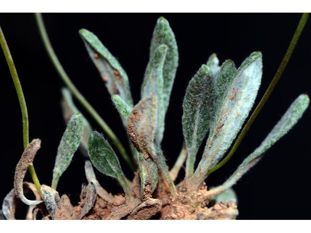 Eriogonum panguicense (Panguitch buckwheat) #53883