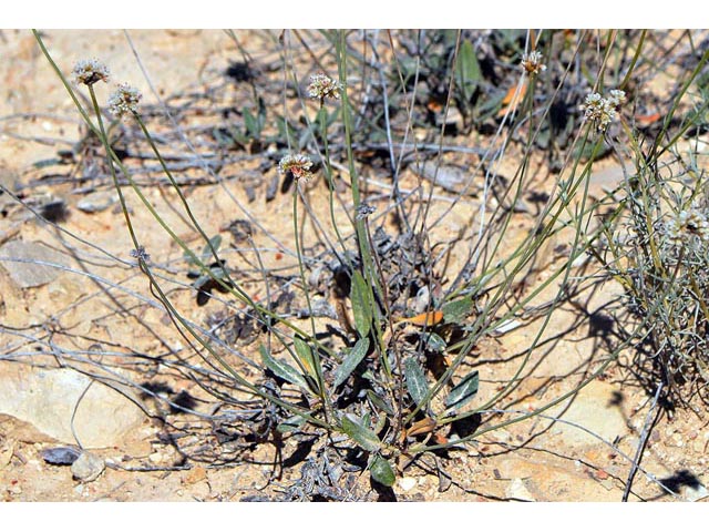 Eriogonum panguicense (Panguitch buckwheat) #53894