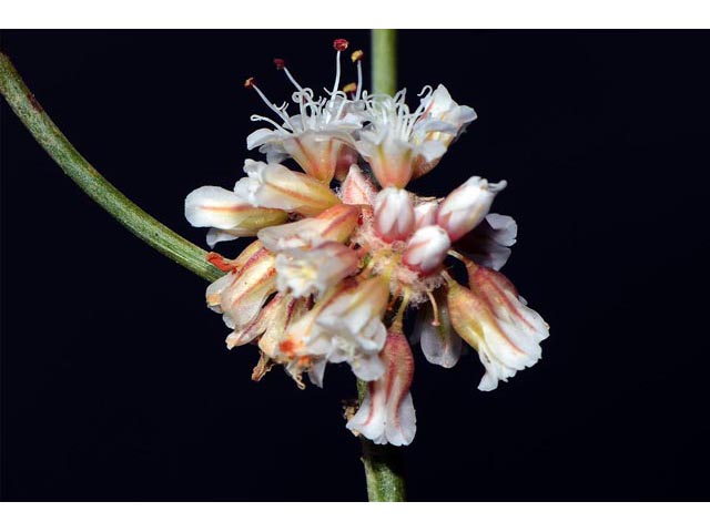 Eriogonum panguicense (Panguitch buckwheat) #53901