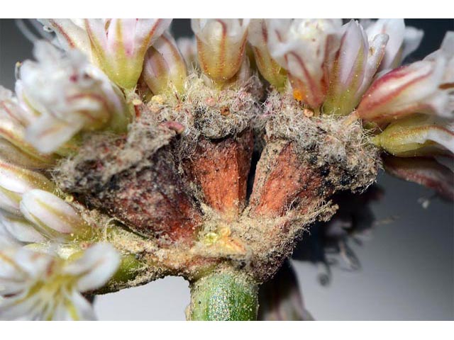 Eriogonum panguicense (Panguitch buckwheat) #53903