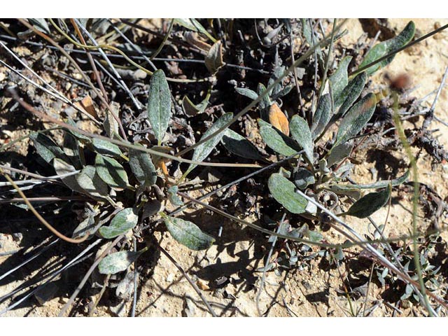 Eriogonum panguicense (Panguitch buckwheat) #53906