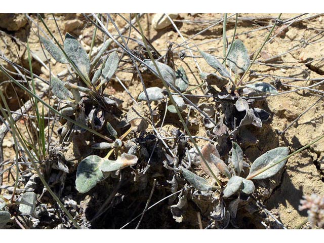 Eriogonum panguicense (Panguitch buckwheat) #53908