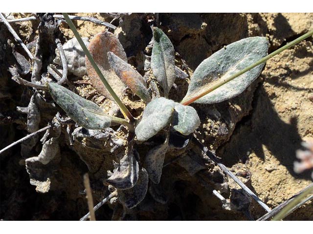 Eriogonum panguicense (Panguitch buckwheat) #53909