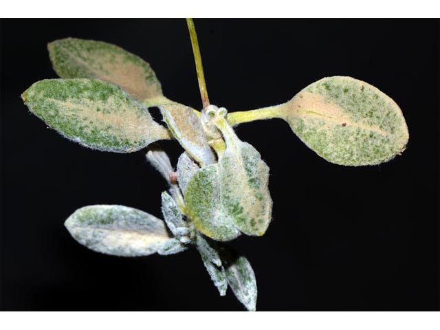 Eriogonum panguicense (Panguitch buckwheat) #53910