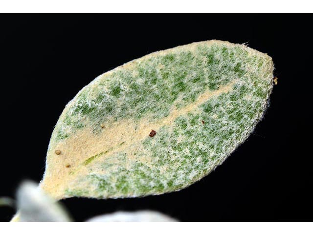 Eriogonum panguicense (Panguitch buckwheat) #53912