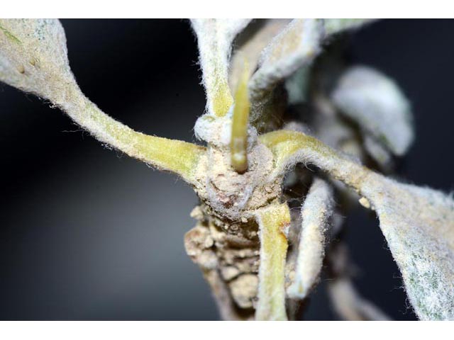 Eriogonum panguicense (Panguitch buckwheat) #53916