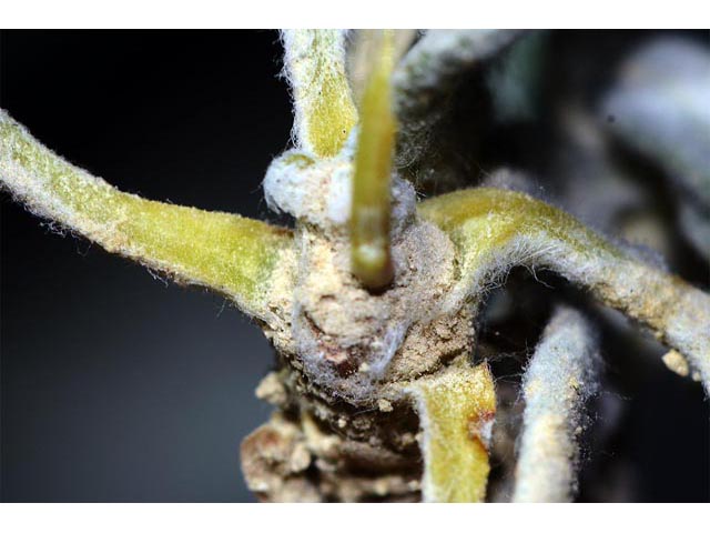 Eriogonum panguicense (Panguitch buckwheat) #53917