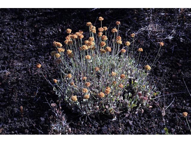 Eriogonum ovalifolium (Cushion buckwheat) #53918