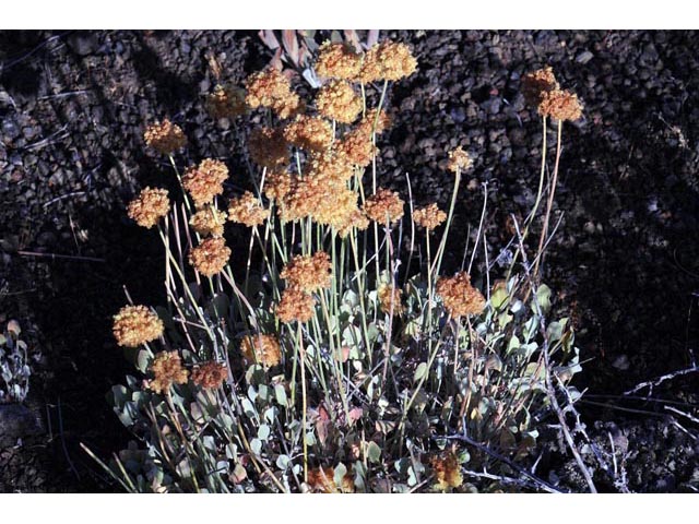 Eriogonum ovalifolium (Cushion buckwheat) #53920