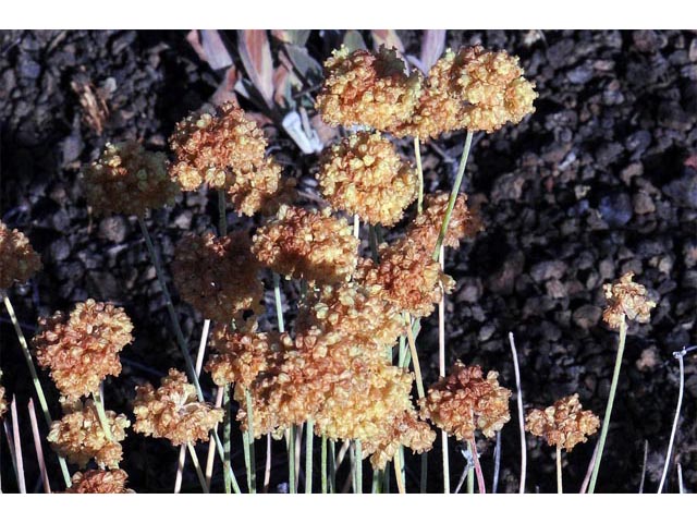 Eriogonum ovalifolium (Cushion buckwheat) #53921