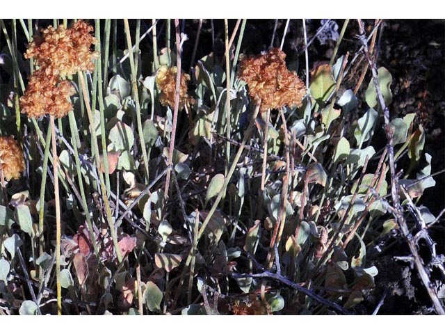 Eriogonum ovalifolium (Cushion buckwheat) #53922