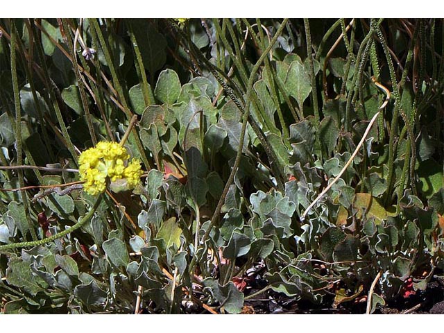 Eriogonum ovalifolium (Cushion buckwheat) #53929
