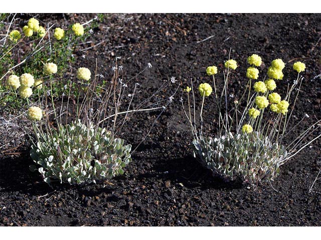 Eriogonum ovalifolium (Cushion buckwheat) #53930