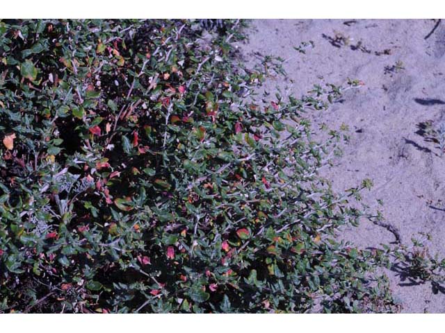 Eriogonum parvifolium (Seacliff buckwheat) #53937