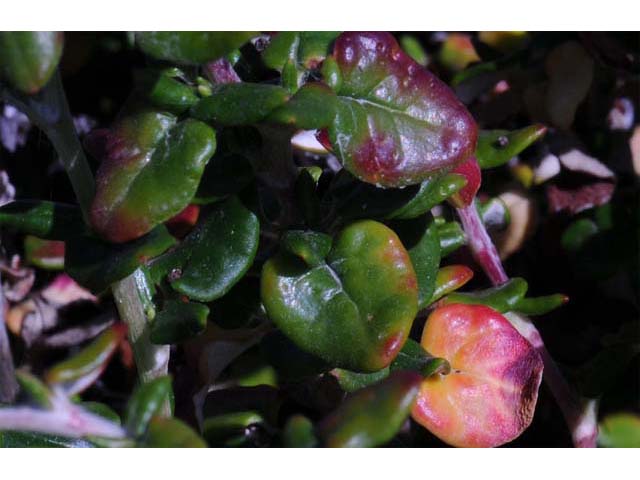 Eriogonum parvifolium (Seacliff buckwheat) #53941