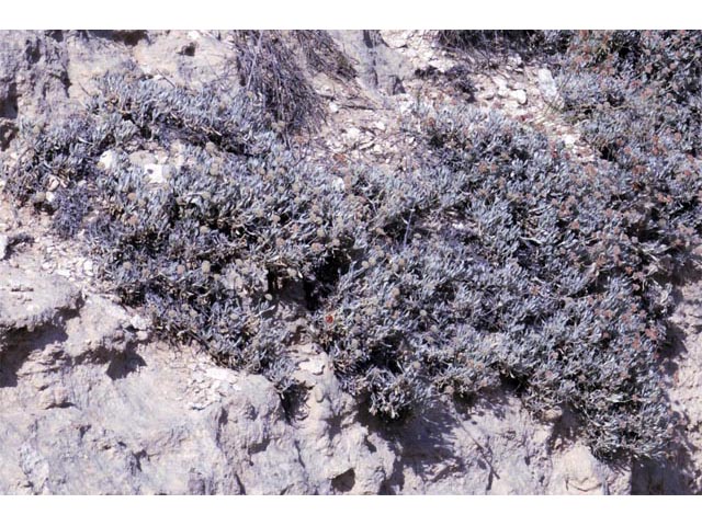 Eriogonum pauciflorum (Fewflower buckwheat) #53945